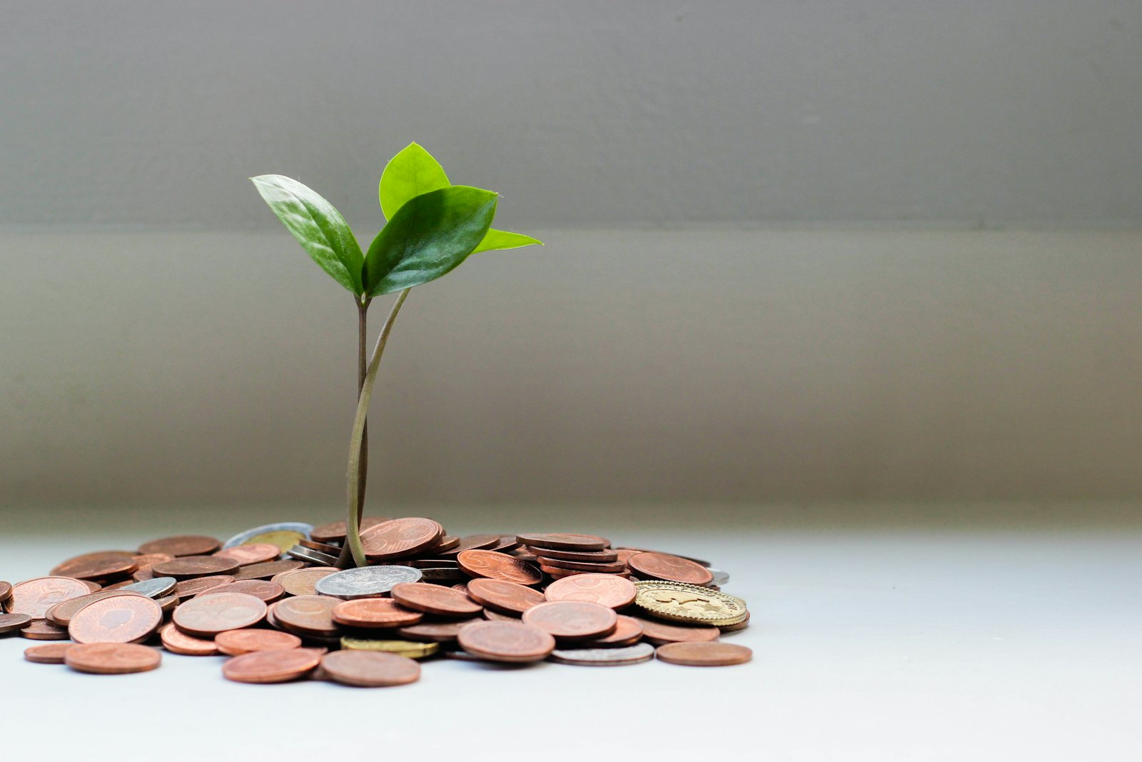 Plant growing from a pile of coins