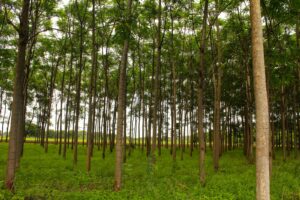 Rows of trees in a managed forestry plantation