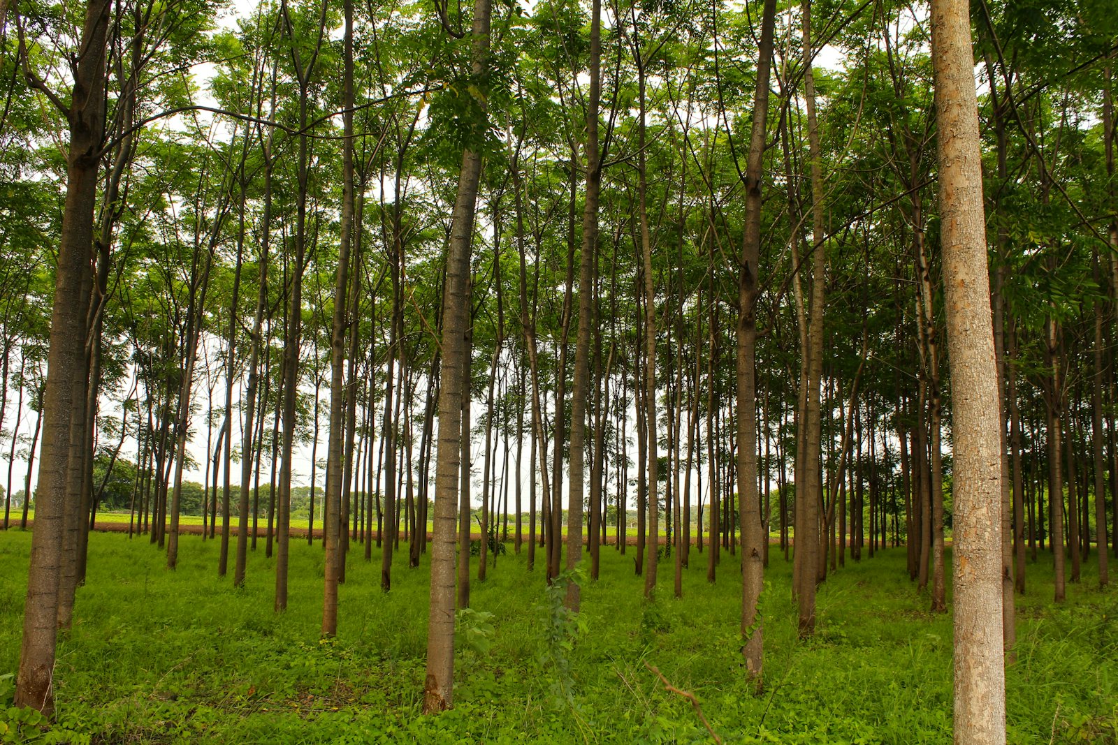 Rows of trees in a managed forestry plantation